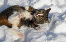 У суботу в Україні буде тепло: синоптикиня потішила українців прогнозом на 3 січня