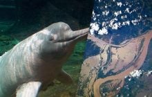 Вчені знайшли причину масової загибелі дельфінів у Амазонії у 2023 році