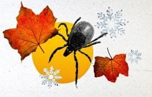 Исчезают ли клещи зимой: врач рассказал, где они прячутся и могут ли укусить