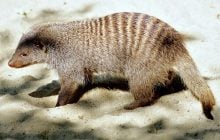 Живе у зграях і б'ється за території: що відомо про смугастого "пліткаря" з Африки