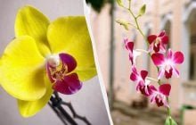 Як доглядати за орхідеєю взимку, щоб не згнила і зацвіла знову: поради експертів
