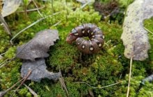 У Чорнобилі помітили дивовижну гусінь: науковці розкрили особливості