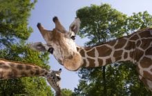 Розкрито дивовижну причину, чому у жирафів такі довгі ноги