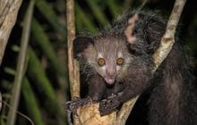 "Вважається провісником смерті": що відомо про найдивнішого примата у світі (фото)