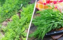 Укроп взойдет густым ковром: как и когда посадить его под зиму