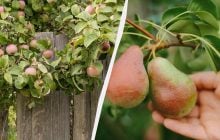 Щоб яблуні з грушами не хворіли і щедро плодоносили: чим підживити сад під зиму