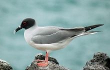 Нічний мисливець на кальмарів: що відомо про унікального птаха з Галапагоських островів