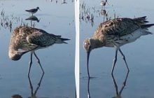 Довгий дзьоб та крила з розмахом у метр: на Одещині помітили незвичайного птаха