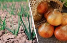 7 найсмачніших і найурожайніших сортів озимої цибулі: збирати будете мішками