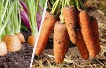 Морква буде великою навіть без добрив: потрібно виконати всього 3 умови