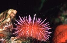 У цієї морської істоти мозок по всьому тілу: вчені зробили дивовижне відкриття