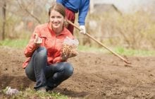 Що не можна садити після цибулі: 90% дачників роблять одну й ту саму помилку