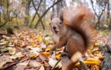 Синоптикиня розказала, як змінюватиметься погода у Києві найближчими днями