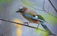 13 листопада в Києві буде холодним, попереду - невелике потепління