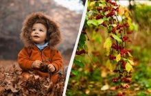 В Україні - два великі офіційні свята: що відзначаємо 16 листопада і кого привітати