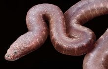 В Британії знайшли рештки "парадоксальної" змії