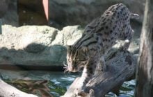 Найводніший представник сімейства котячих чудово плаває і пірнає: де він мешкає