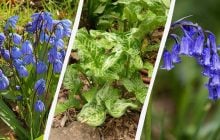 Небезпечні цибулини: 5 рослин, які не варто садити в саду