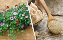 На зиму в петунии вношу стакан удобрения: эта подкормка есть на каждой кухне