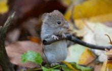 14 листопада в Києві потеплішає: температура підвищиться на кілька градусів