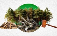 Чи можна брати повалені дерева в лісі: юристка пояснила, за що може бути штраф