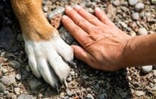 Собаки розуміють, коли людина перебуває в стресі: експерти розповіли, як вони реагують