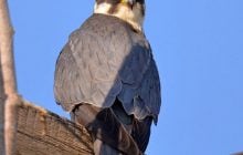 Хижак займає чужі "апартаменти": біля Чорнобиля зафіксували цікавого птаха