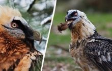 Носит "бороду" и глотает кости целиком: уникальная птица живет в настоящем гнезде-"музее"