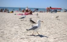 Что лучше всего помогает отпугнуть назойливых чаек: ученые раскрыли действенный метод