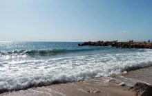 На побережье Черного моря появились незваные гости: почему экологи бьют тревогу (фото)