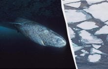 Ученые обнаружили старейшее животное на Земле, которое могло "видеть" римских императоров