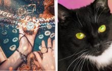 Какая порода кошек подходит вам по дате рождения: что говорят нумерологи