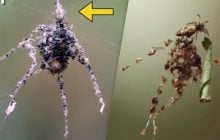Пауки плетут чучела, чтобы пугать хищников: ученые задокументировали интересное поведение