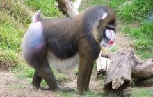 Живет в огромных стаях и имеет острые зубы: эта обезьяна является самой большой в мире