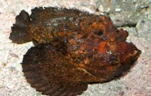 Не только фугу: названы топ-6 самых ядовитых рыб в мире (фото)