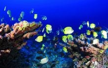 Не тільки фугу: названо топ-6 найотруйніших рибу у світі (фото)