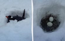 Украинские полярники показали, как пингвины высиживают яйца в сугробах Антарктиды (видео)