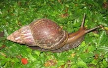Чим небезпечні равлики ахатини для людини: чому їх заборонено тримати вдома