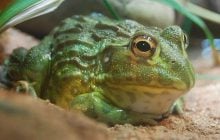 Ця пустельна жаба може прожити 30 років без води: біолог пояснив її прихований трюк