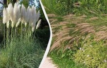 Ці 6 популярних декоративних трав можуть знищити ваш сад