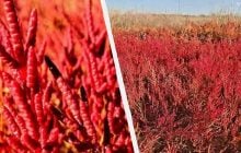 На Одещині помітили незвичну рослину, яку подають у ресторанах Нідерландів (відео)