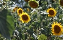 Дослідження ВКФ: соняшник залишається найбільш прибутковою культурою для вирощування