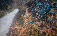 20 листопада в Україні переважатиме холод, - синоптикиня Діденко