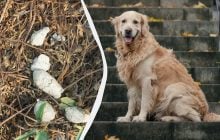 Куди зникли з вулиць білі собачі фекалії: чому в 90-х їх вони були всюди, а тепер ні