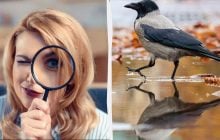 Надо найти 3 отличия за 12 секунд: удивительно простой тест для проверки IQ