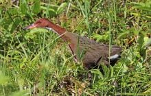 Эта птица вымерла и снова появилась: биолог рассказал, как это возможно