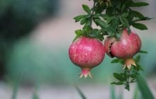 Вырастить гранатовое дерево можно у себя дома: эксперты рассказали, как именно