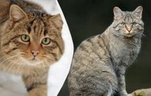 В Англии впервые за 100 лет могут снова появиться европейские дикие кошки: почему это важно