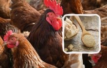 Чому на зиму курям потрібно дати дріжджі: фермери в захваті від цієї добавки