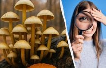 Надо найти 3 отличия за 11 секунд: быстрый тест для проверки IQ